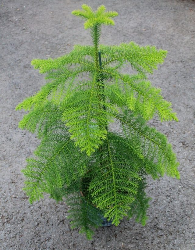 Араукария разнолистная, или комнатная ель (Araucaria heterophylla) Араукария разнолистная, или комнатная ель (Araucaria heterophylla)