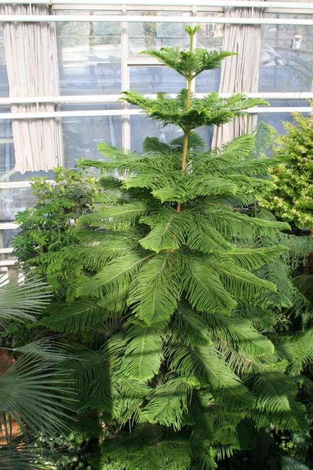Араукария колонновидная, или араукария Кука (Araucaria columnaris) Араукария колонновидная, или араукария Кука (Araucaria columnaris)