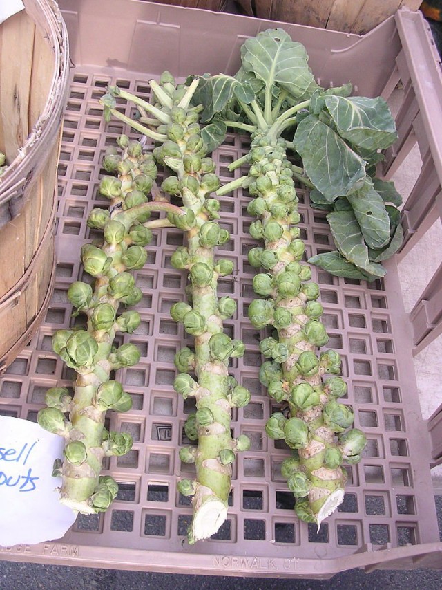 Брюссельская капуста (Brussels sprouts) Брюссельская капуста (Brássica oleracea)