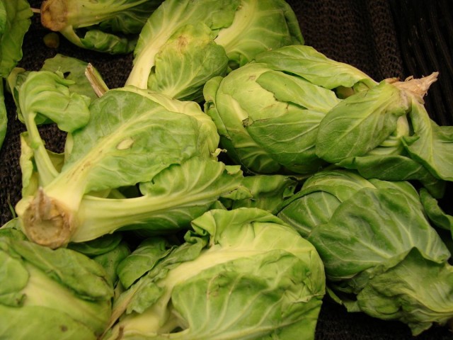 Брюссельская капуста (Brássica oleracea) Брюссельская капуста (Brássica oleracea)