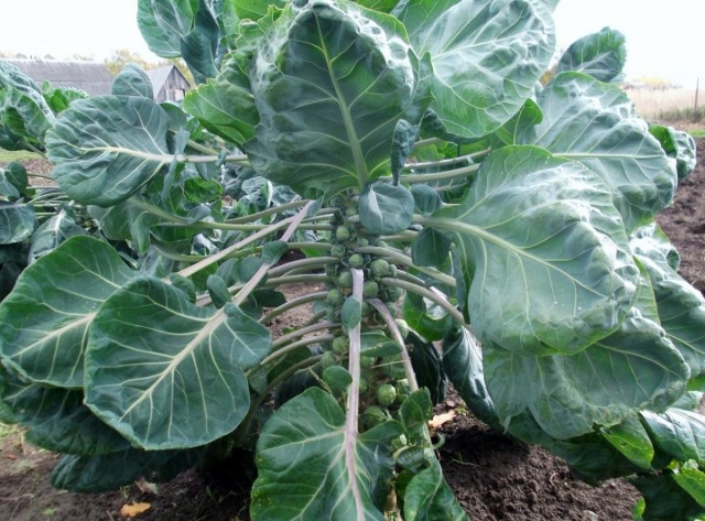 Брюссельская капуста (Brássica oleracea) Брюссельская капуста (Brássica oleracea)