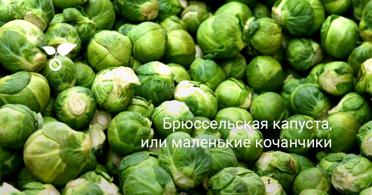 Лучшие белковые продукты для диеты и похудения — x1F35A Лучшие белковые продукты для диеты и похудения — x1F35A