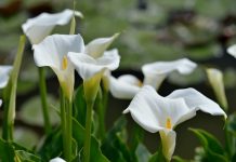 Каллы — нежное покрывало