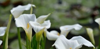 Каллы — нежное покрывало
