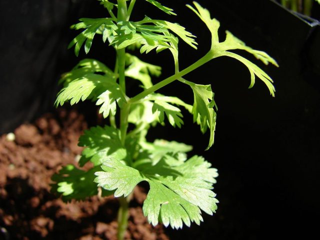 Кориандр, или кинза (Coriandrum sativum)