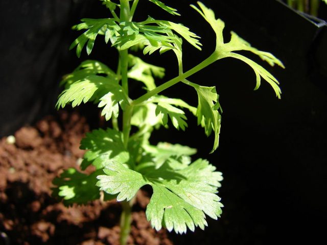 Кориандр, или кинза (Coriandrum sativum) Кориандр, или кинза (Coriandrum sativum)