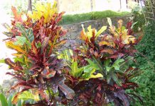 Кротон, или фейерверк красок - Комнатные растения Кротон, или кодиеум (Codieum)