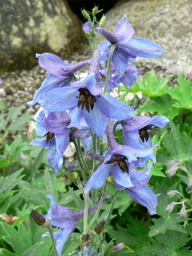Живокость татранская (лат. Delphinium oxysepalum) Живокость татранская (лат. Delphinium oxysepalum)