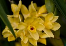 Дендробиум (Dendrobium)