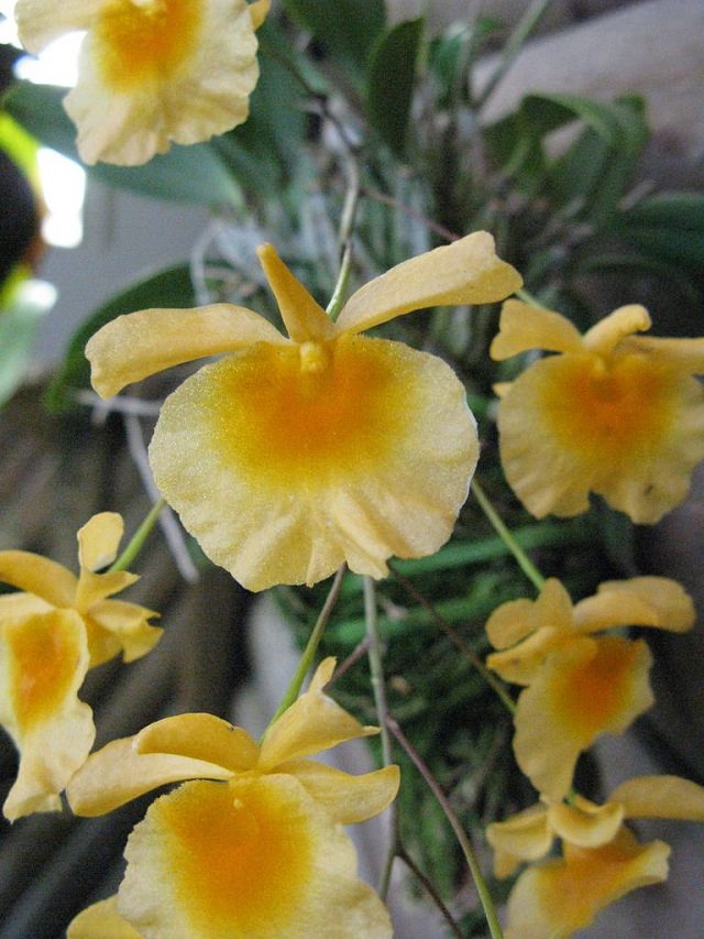 Дендробиум линдли (Dendrobium lindleyi)