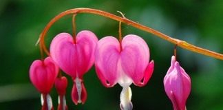 Дицентра (Dicentra)