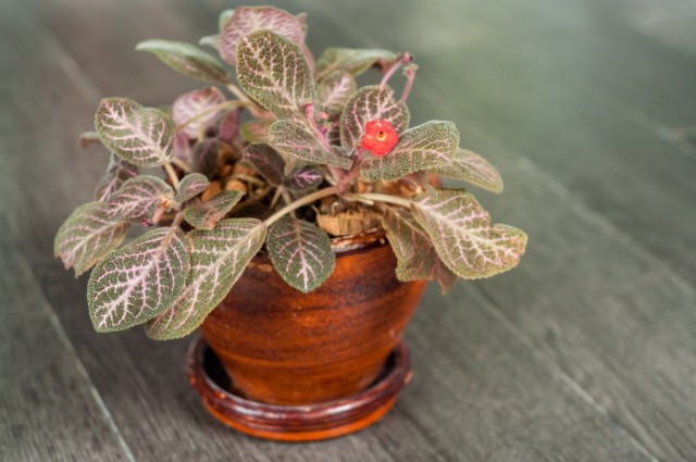 Эписция медно-красная (Episcia cupreata) Эписция медно-красная (Episcia cupreata)