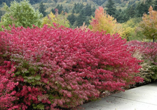 Бересклет крылатый (Euonymus alatus) Бересклет крылатый (Euonymus alatus)