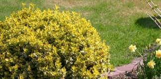 Бересклет Форчуна «Эмеральд Голд» (Euonymus fortunei 'Emerald Gold')