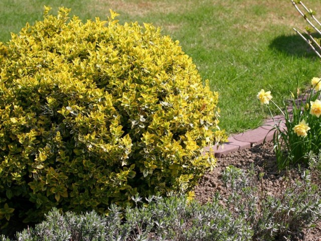 Бересклет Форчуна «Эмеральд Голд» (Euonymus fortunei 'Emerald Gold') Бересклет Форчуна «Эмеральд Голд» (Euonymus fortunei 'Emerald Gold')