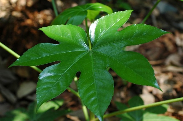 Фатсия (лат. Fatsia) Фатсия (лат. Fatsia)