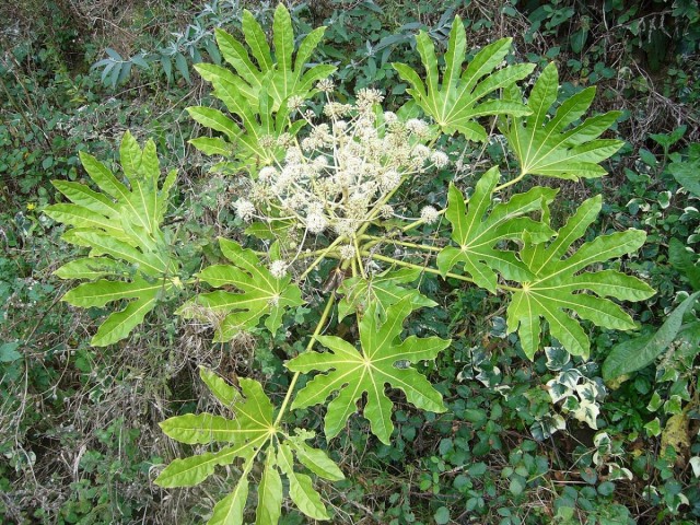 Фатсия (лат. Fatsia) Фатсия (лат. Fatsia)