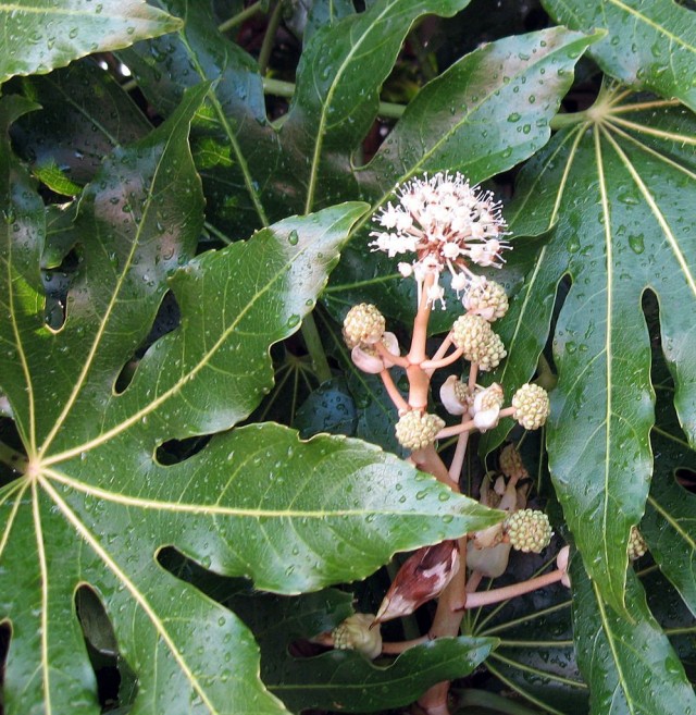 Фатсия (лат. Fatsia) Фатсия (лат. Fatsia)