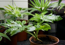 Фатсия японская (лат. Fatsia japonica)