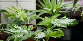 Фатсия японская (лат. Fatsia japonica)
