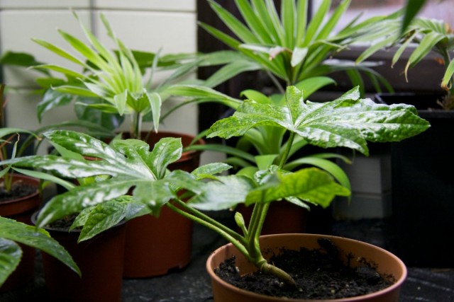 Фатсия японская (лат. Fatsia japonica) Фатсия японская (лат. Fatsia japonica)