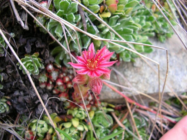 Молодило кровельное (Sempervivum tectorum) Молодило кровельное (Sempervivum tectorum)