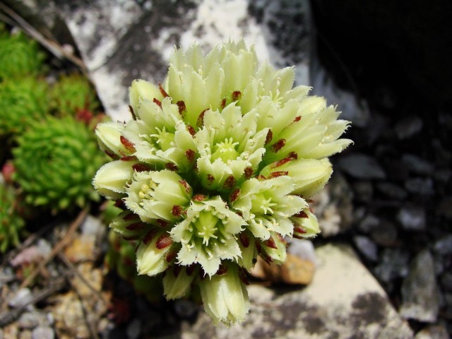 Молодило отпрысковое (Sempervivum soboliferum) Молодило отпрысковое (Sempervivum soboliferum)