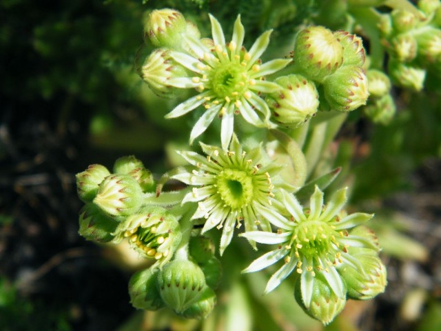 Молодило русское (Sempervivum ruthenicum) Молодило русское (Sempervivum ruthenicum)