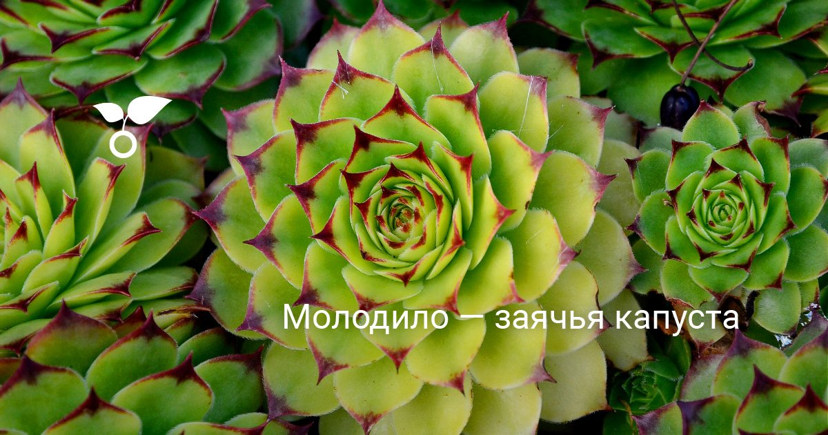 Смотреть Молодило: посадка и уход. Советы по выращиванию растения видео Смотреть Молодило: посадка и уход. Советы по выращиванию растения видео