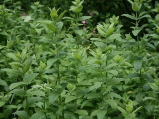 Мята длиннолистная (Mentha longifolia) Мята длиннолистная (Mentha longifolia)