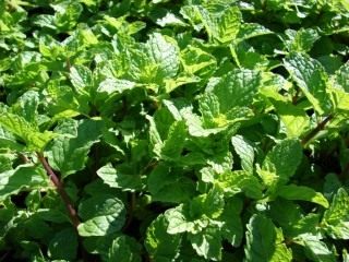 Мята колосистая, или садовая (Mentha spicata) Мята колосистая, или садовая (Mentha spicata)