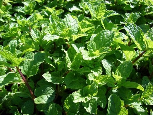 Мята колосистая, садовая (Mentha spicata)