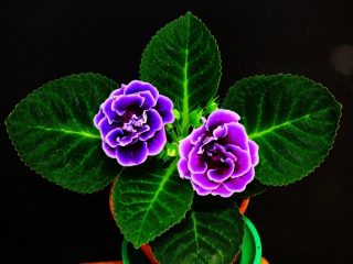 Глоксиния прекрасная (Gloxinia speciosa) Глоксиния прекрасная (Gloxinia speciosa)