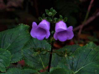 Глоксиния многолетняя, или крапчатая (Gloxinia perennis) Глоксиния многолетняя, или крапчатая (Gloxinia perennis)