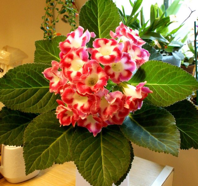 Глоксиния (Gloxinia) Глоксиния (Gloxinia)
