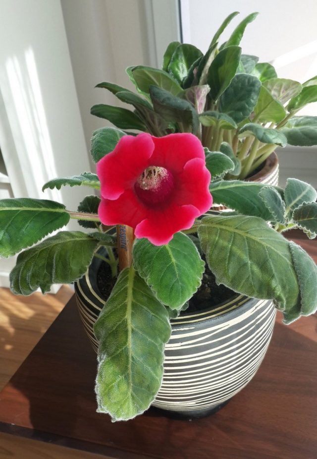 Глоксиния (Gloxinia) Глоксиния (Gloxinia)