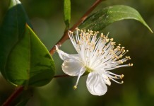 Мирт (Myrtle)