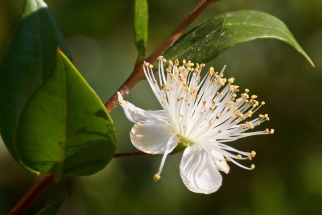 Мирт (Myrtle) Мирт (Myrtle)
