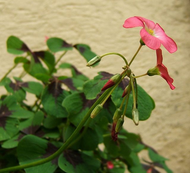Кислица, или оксалис (лат. Oxalis) Кислица, или оксалис (лат. Oxalis)