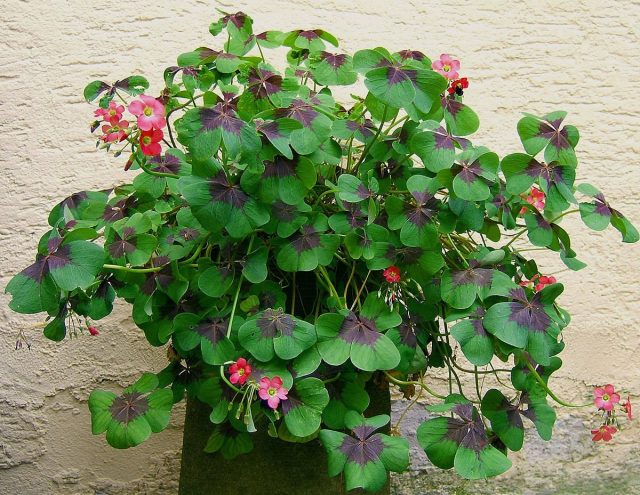 Кислица, или оксалис (лат. Oxalis) Кислица, или оксалис (лат. Oxalis)