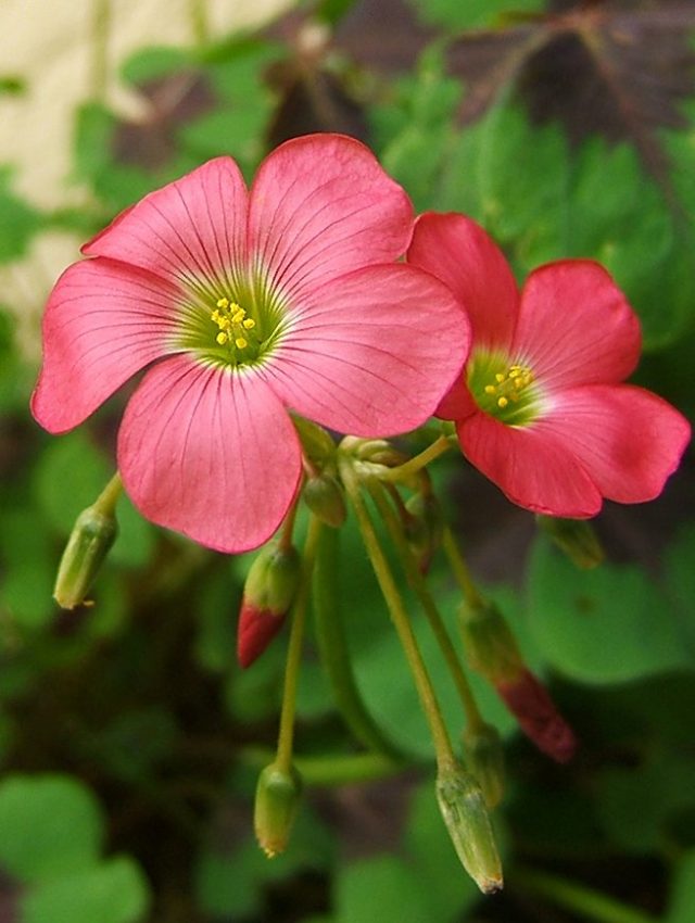 Кислица, или оксалис (лат. Oxalis) Кислица, или оксалис (лат. Oxalis)