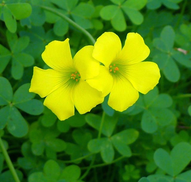 Кислица, или оксалис (лат. Oxalis) Кислица, или оксалис (лат. Oxalis)