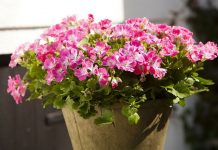 Пеларгония (Pelargonium)