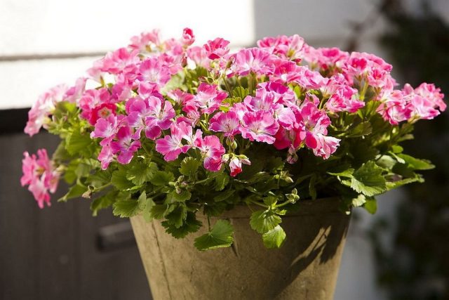 Пеларгония (Pelargonium) Пеларгония (Pelargonium)