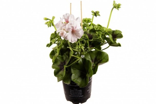 Пеларгония (Pelargonium) Пеларгония (Pelargonium)