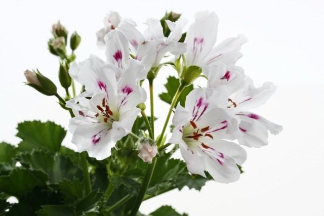 Пеларгония (Pelargonium) Пеларгония (Pelargonium)