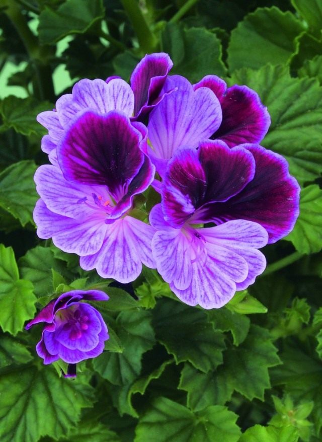Пеларгония (Pelargonium) Пеларгония (Pelargonium)