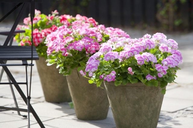 Пеларгония (Pelargonium) Пеларгония (Pelargonium)