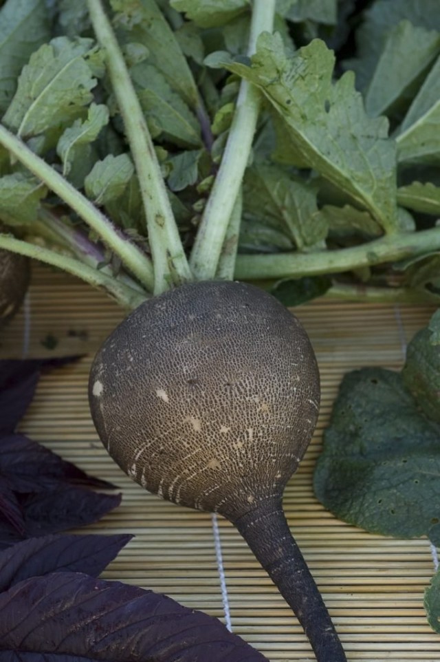 Зимняя круглая черная Зимняя круглая черная