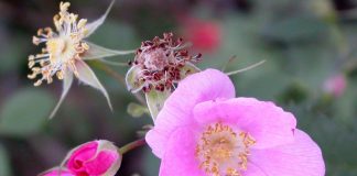 Парковые розы